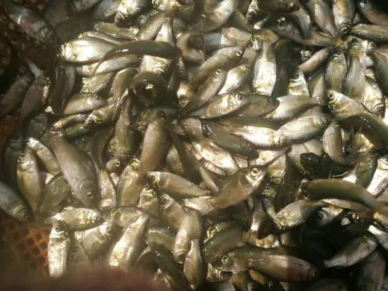 鲫鱼海大百容鲫鱼，