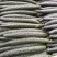 黄瓜18~22公分鲜花带刺