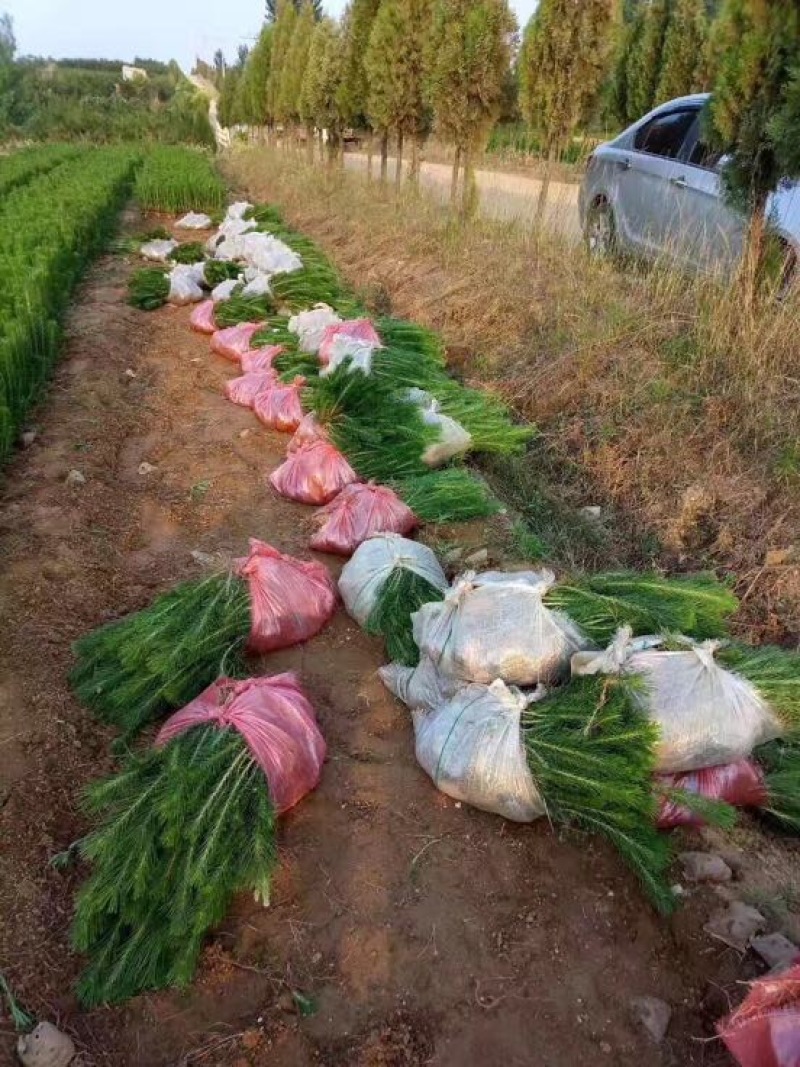 黑皮油松树苗