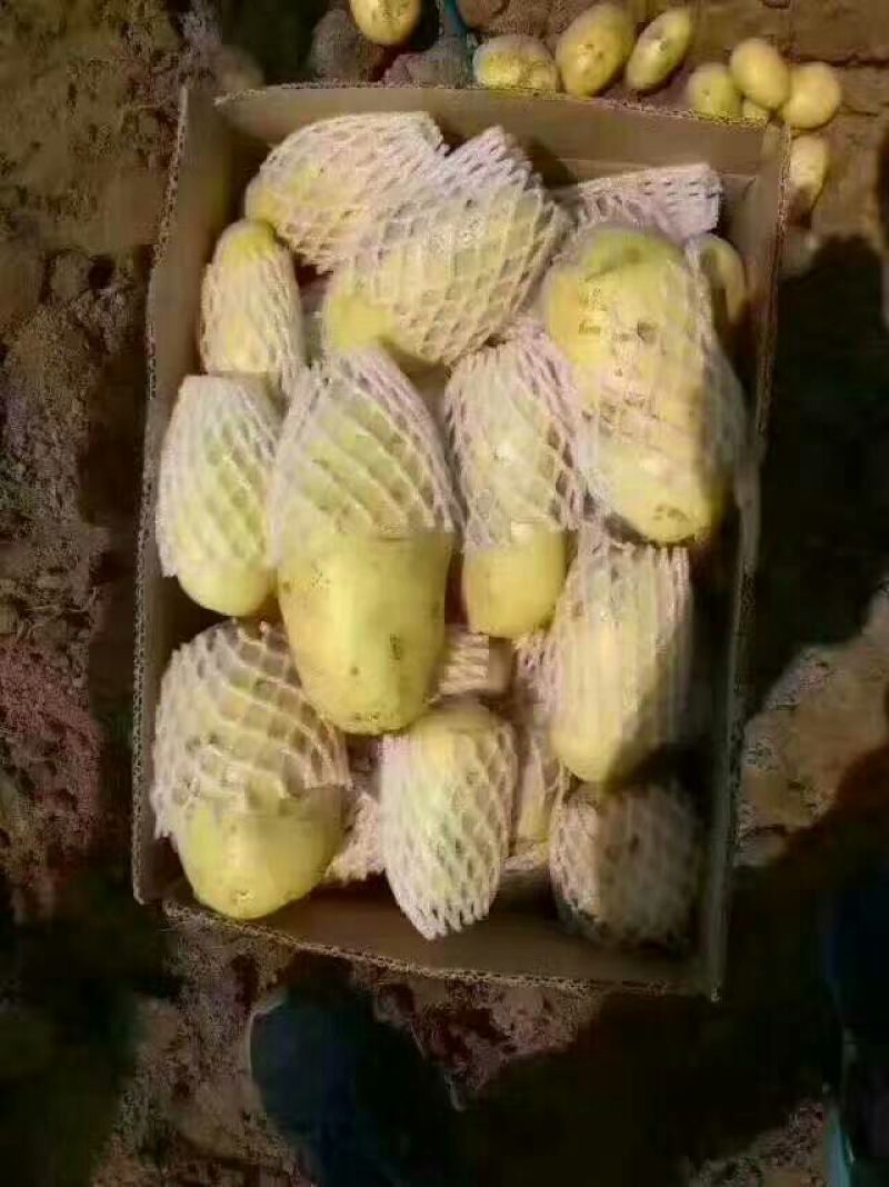 山东省精品荷兰十五土豆，产地直发代发全国各地