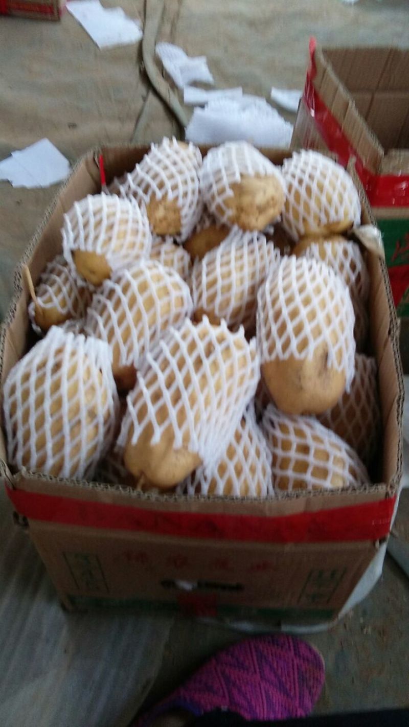 山东省精品荷兰十五土豆，产地直发代发全国各地