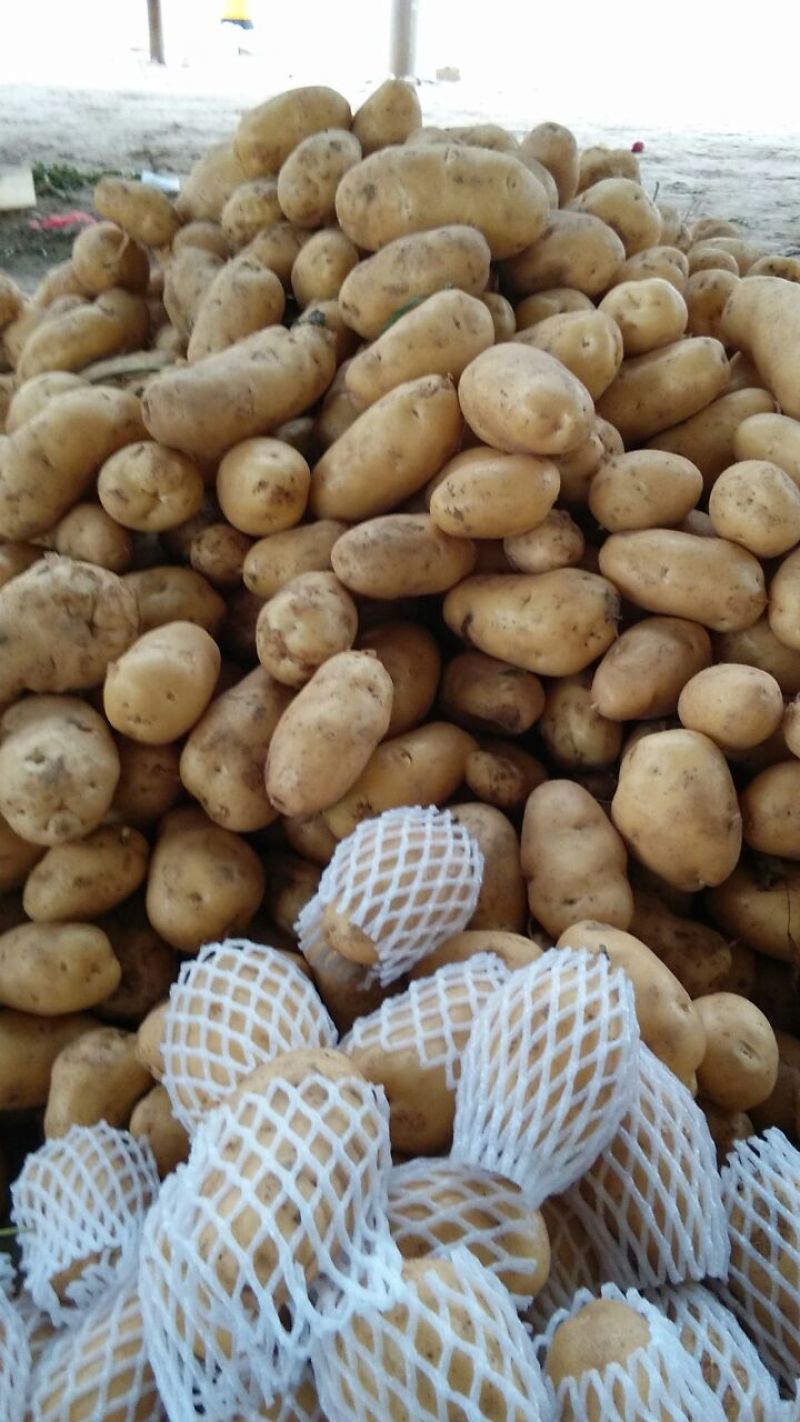 山东省精品荷兰十五土豆，产地直发代发全国各地