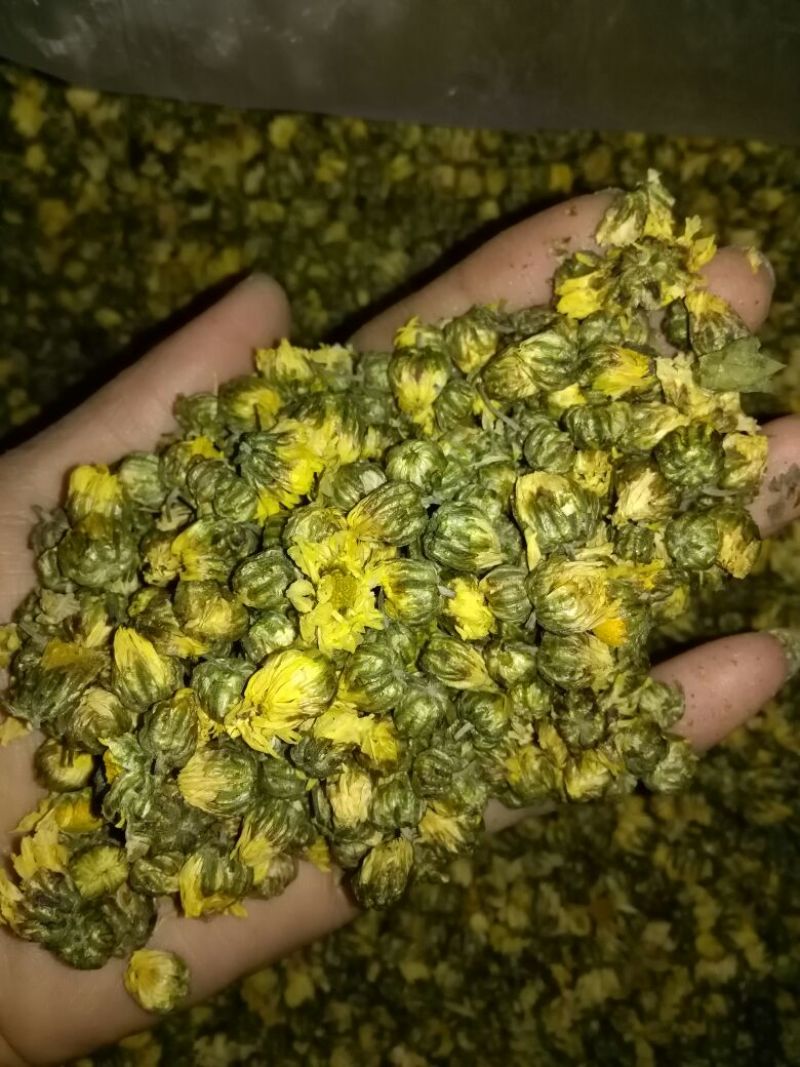 杭州白菊散装