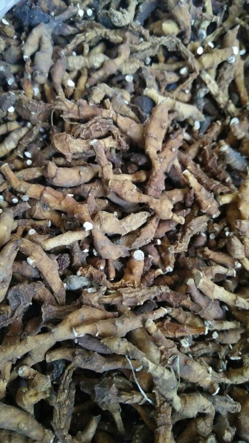 九节菖蒲各种中药材批发质量保证产地直销