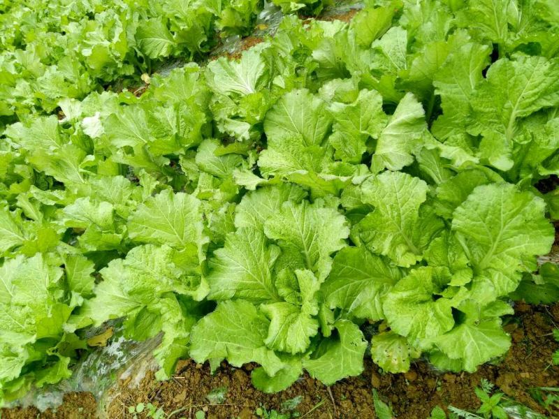 苦苣菜30厘米以上
