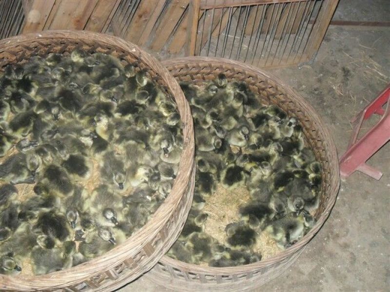 鹅苗250g以下
