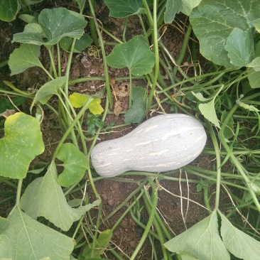 蜜本南瓜7斤以上