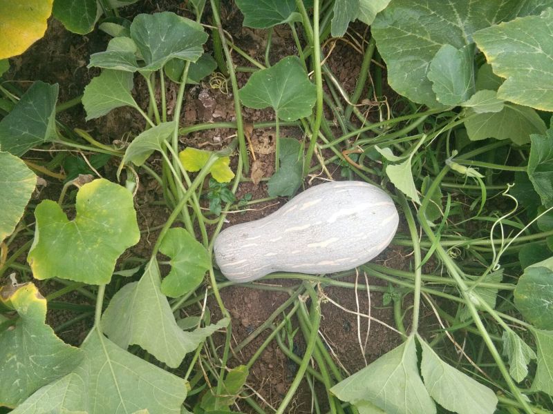 蜜本南瓜7斤以上