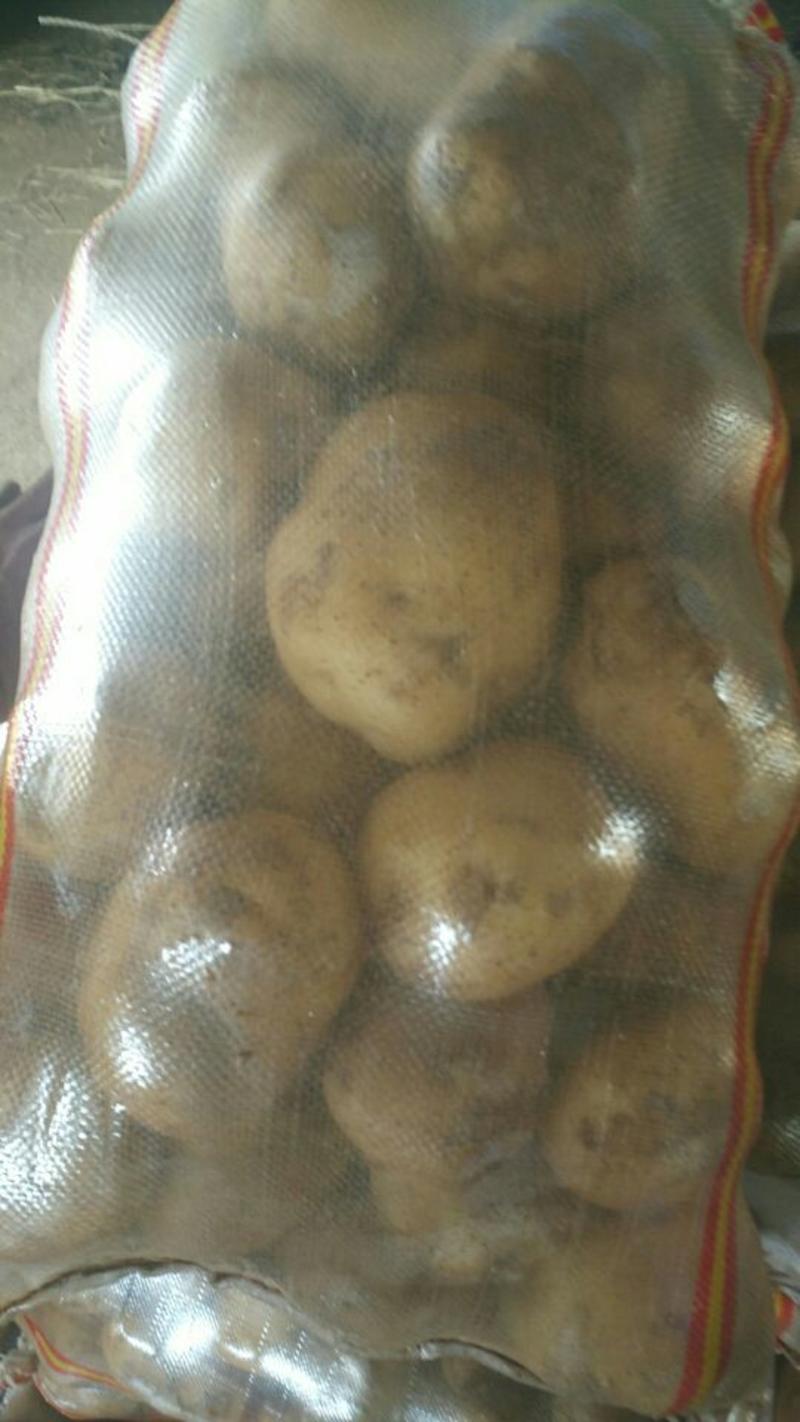 中薯5号土豆通货1两以上