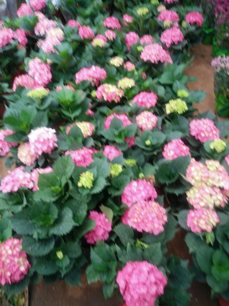 八仙花种苗