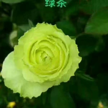 八仙花种苗