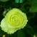 八仙花种苗