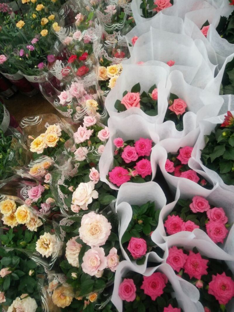 八仙花种苗