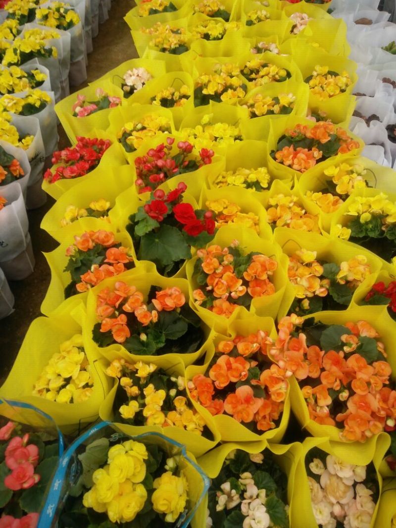 八仙花种苗
