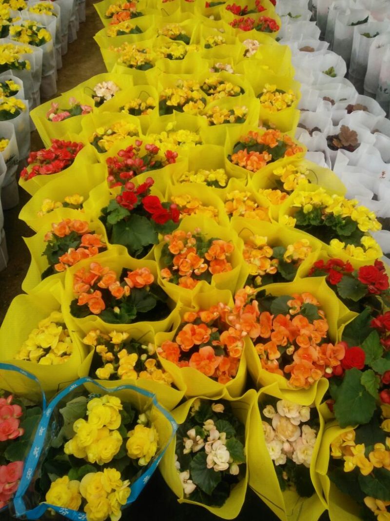 八仙花种苗
