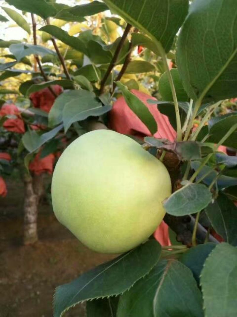 绿宝石梨250~300g纸袋