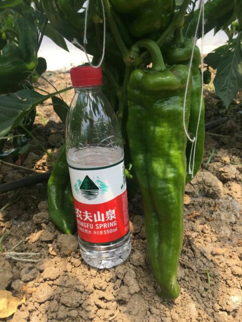 【有好货】泡椒种子牛角椒，308椒