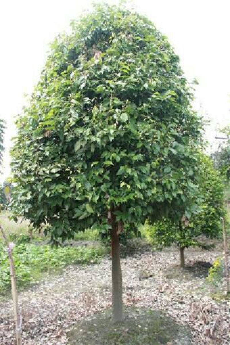 天竺桂3.5~4m