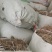 柴胡野统根