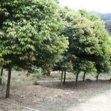 天竺桂3.5~4m