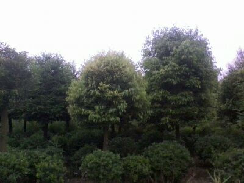 天竺桂3.5~4m