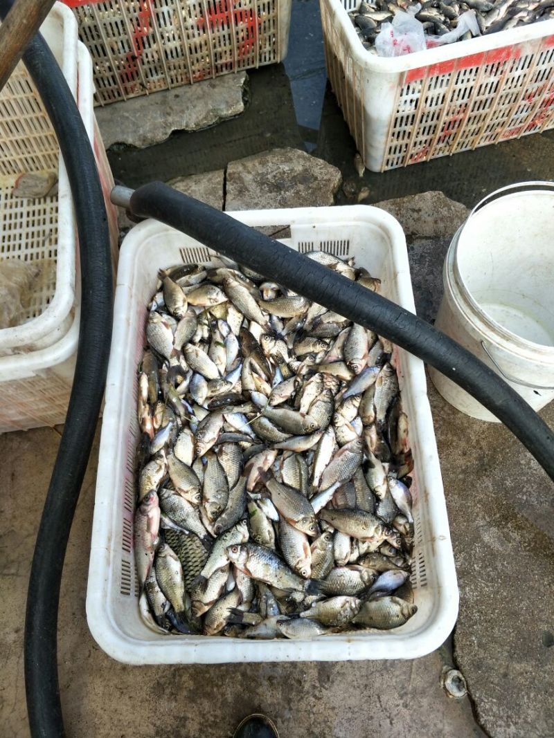 杂交鲫鱼饲料