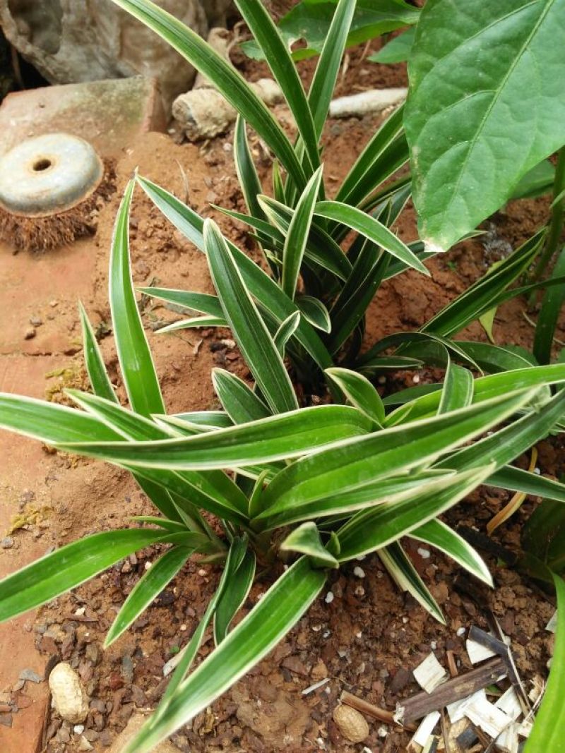 兰花金边兰草