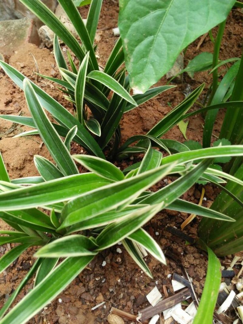 兰花金边兰草