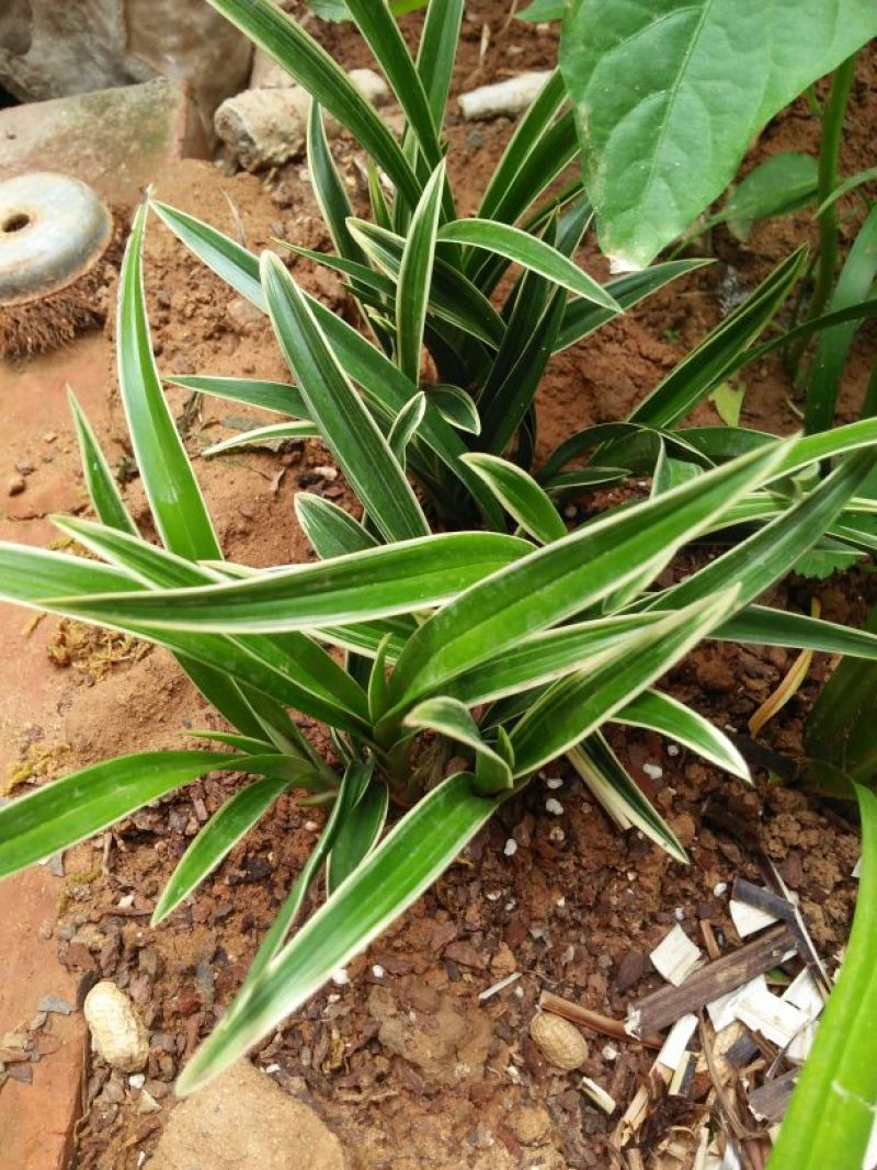 兰花金边兰草