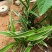 兰花金边兰草