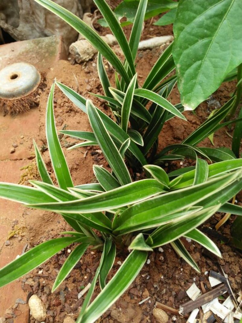 兰花金边兰草