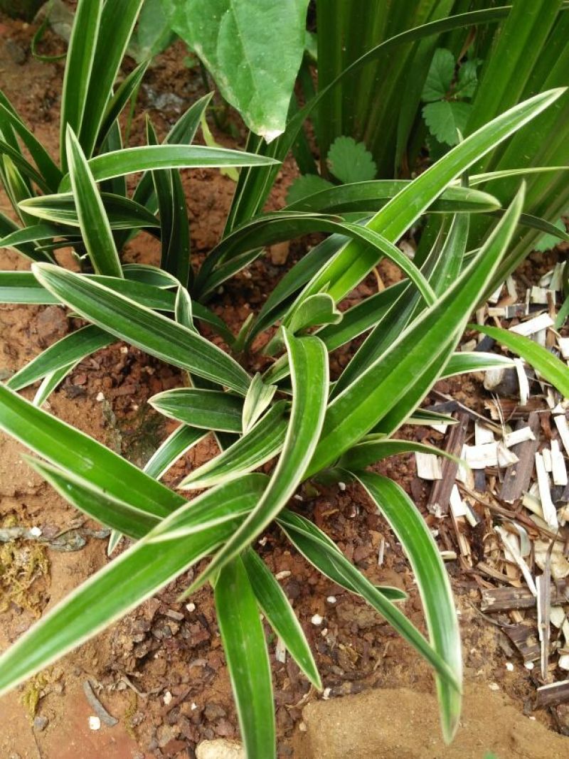 兰花金边兰草