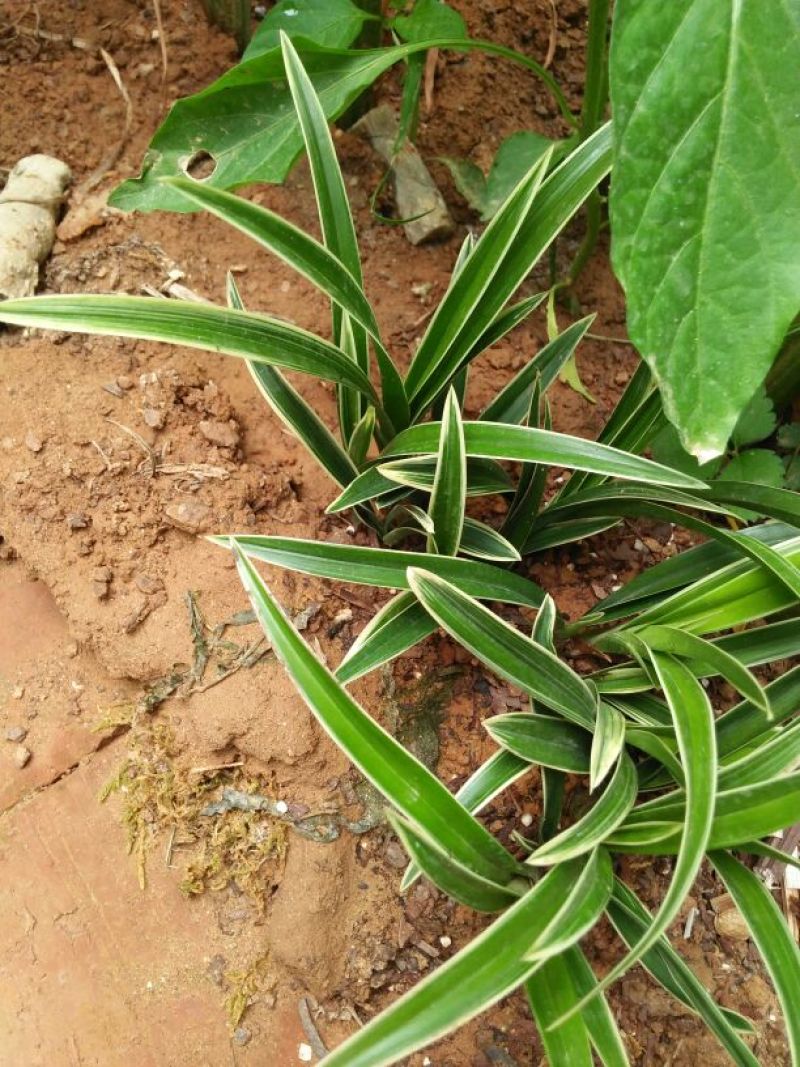 兰花金边兰草