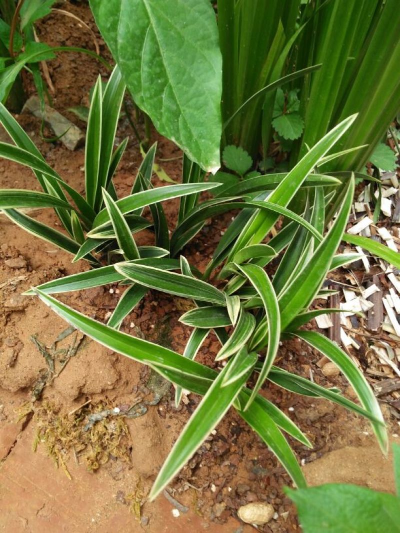 兰花金边兰草