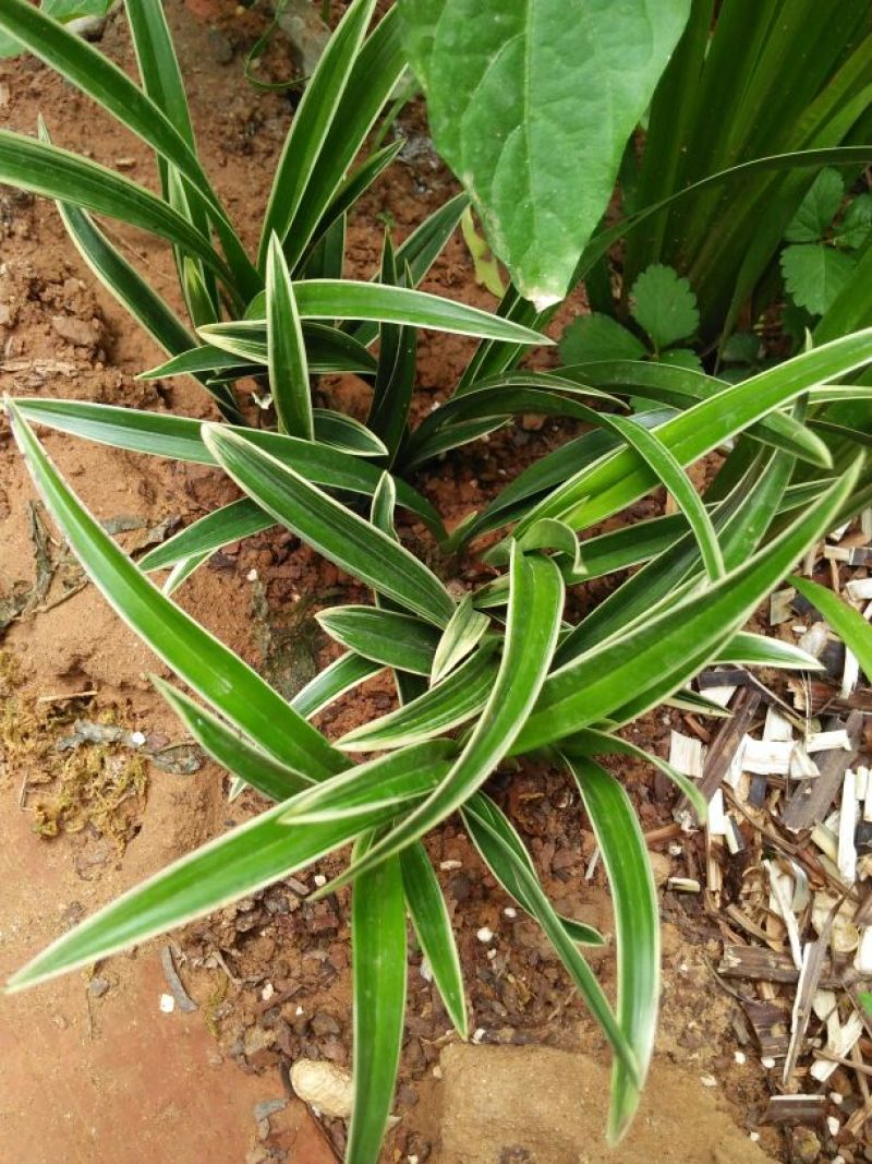 兰花金边兰草