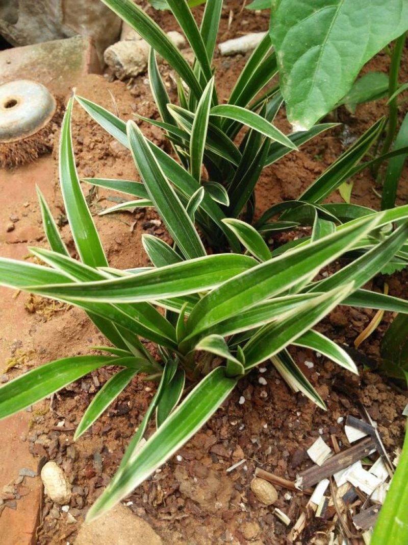 兰花金边兰草