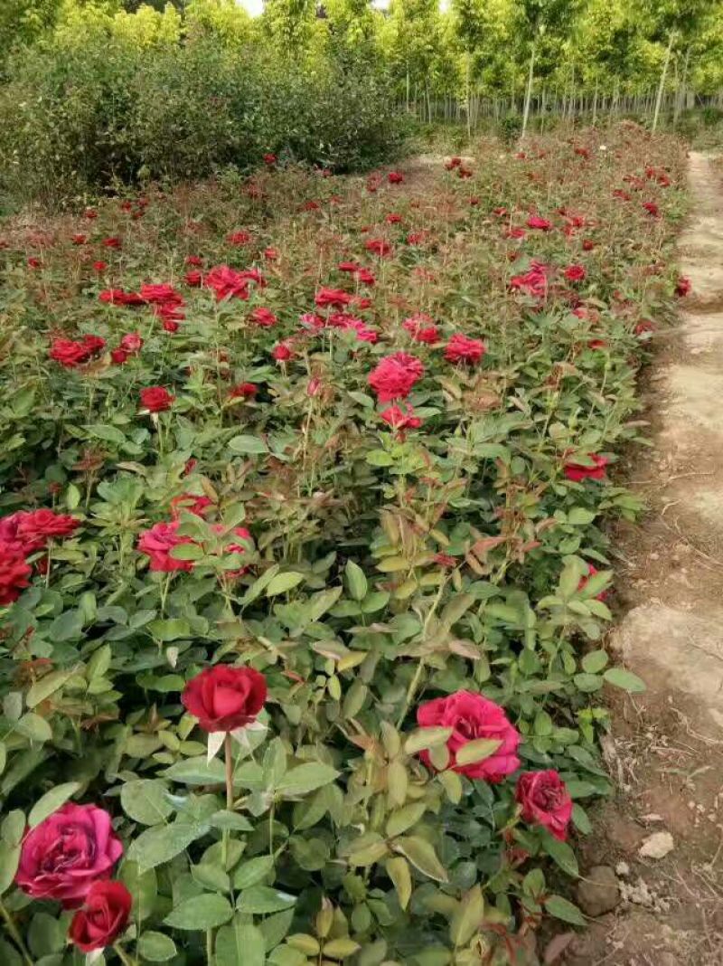 品种月季50~60cm基地直销四季开花营养杯发货