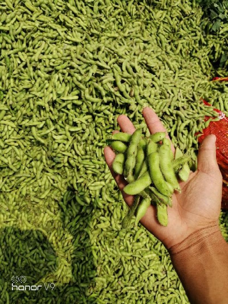 毛豆精品毛豆可视频看货欢迎订购全国发货翠绿宝毛豆诚信代办