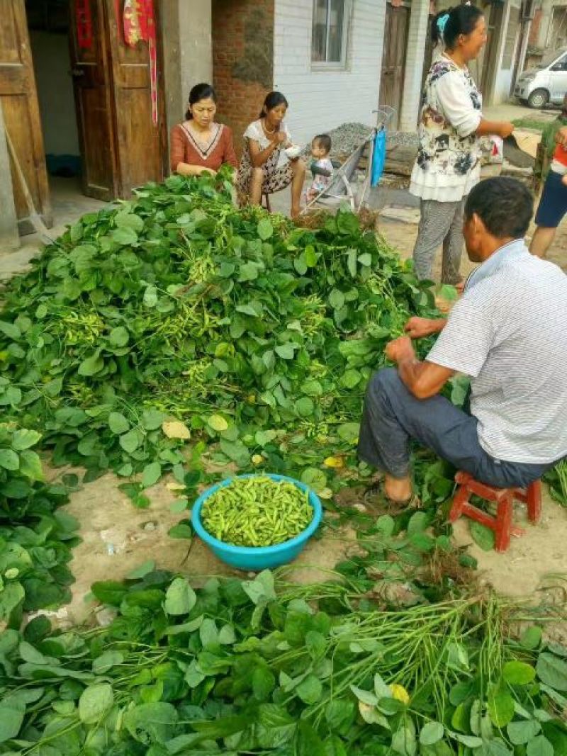 毛豆精品毛豆可视频看货欢迎订购全国发货翠绿宝毛豆诚信代办