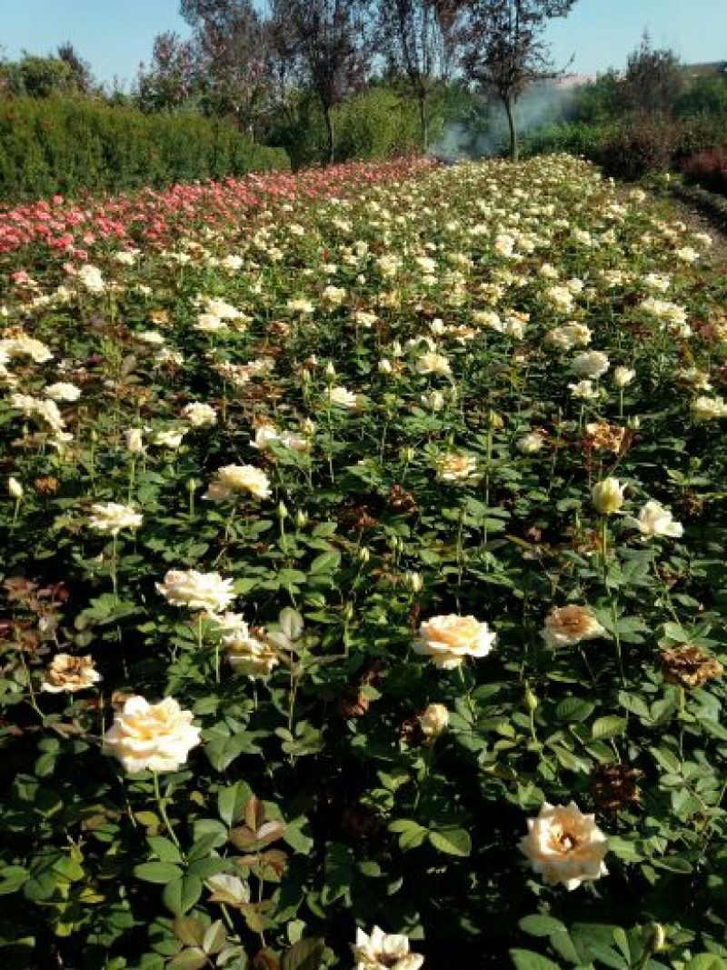 品种月季50~60cm基地直销四季开花营养杯发货