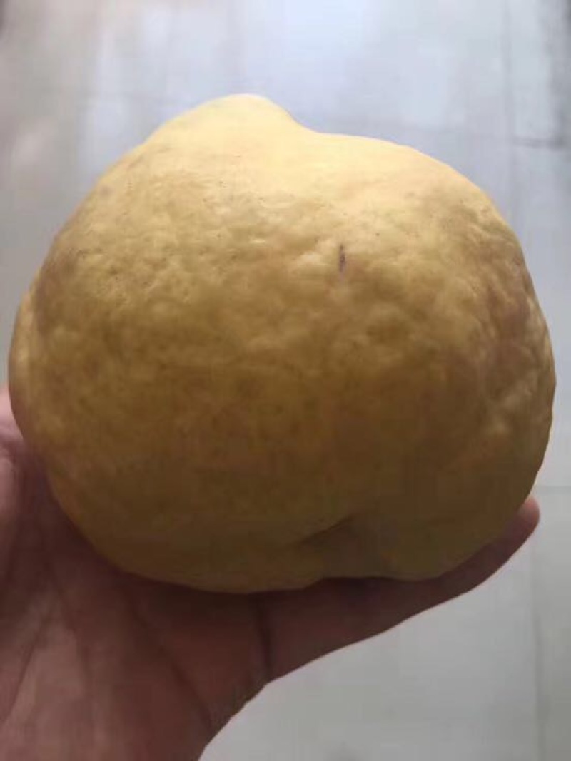 梨树