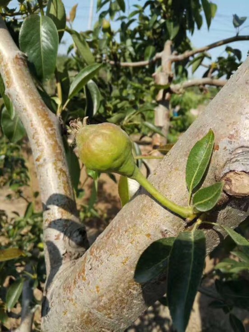 梨树