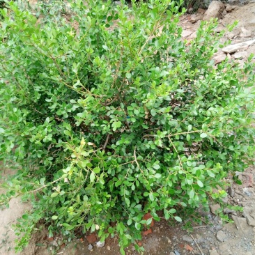 瓜子黄杨球2~4cm4cm以下0.5~1米