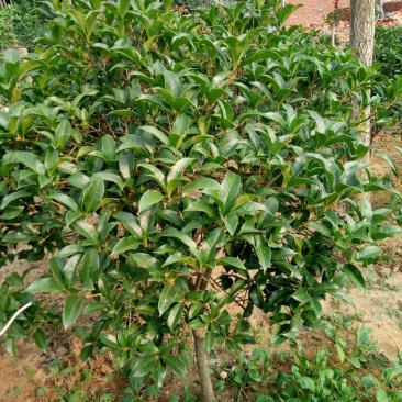 八月桂1~2米2~4cm0.5~1米