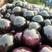 (A级)紫光圆茄，茄子大量新供应，5两以上，对接全国商超