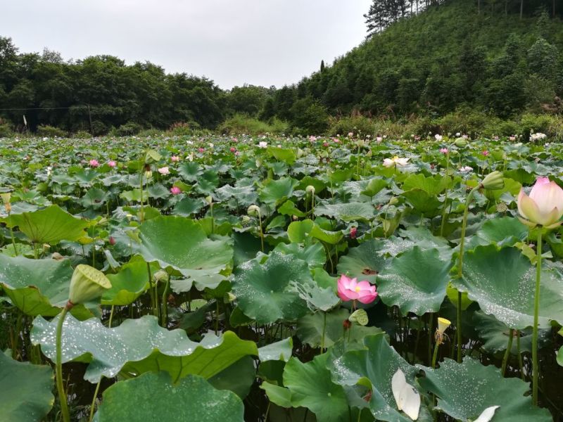莲蓬8cm以上