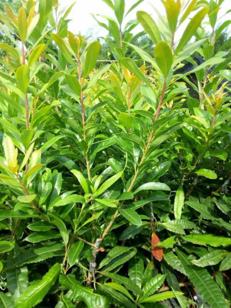 杨梅苗东魁杨梅，嫁接苗！晚熟品种。