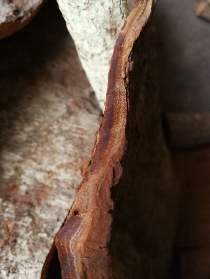 紫油桂广西精品深山油桂皮，无硫，天然晒干