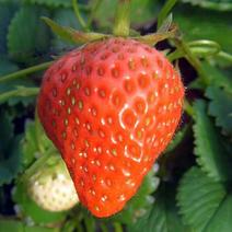 奶油草莓苗，章姬，红颜丰香草莓苗，脱毒苗早熟果大产量高