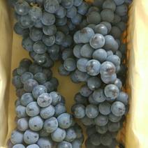 京亚葡萄1~2斤5%以下代收代办河北石家庄葡萄产地